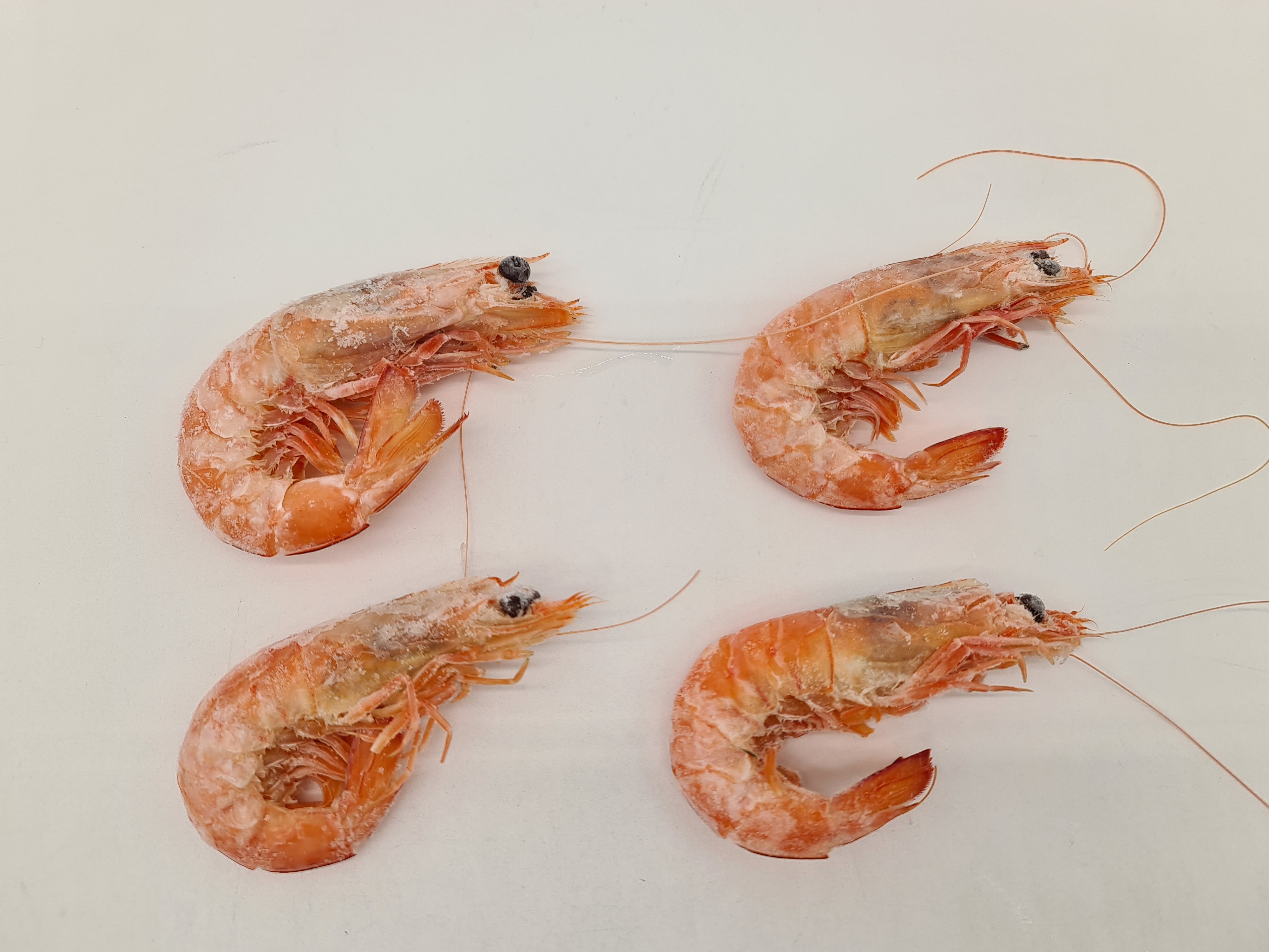 Wild Caught Spencer Gulf King Prawns (FROZEN - CAUGHT FRESH TO ORDER) $70/KG