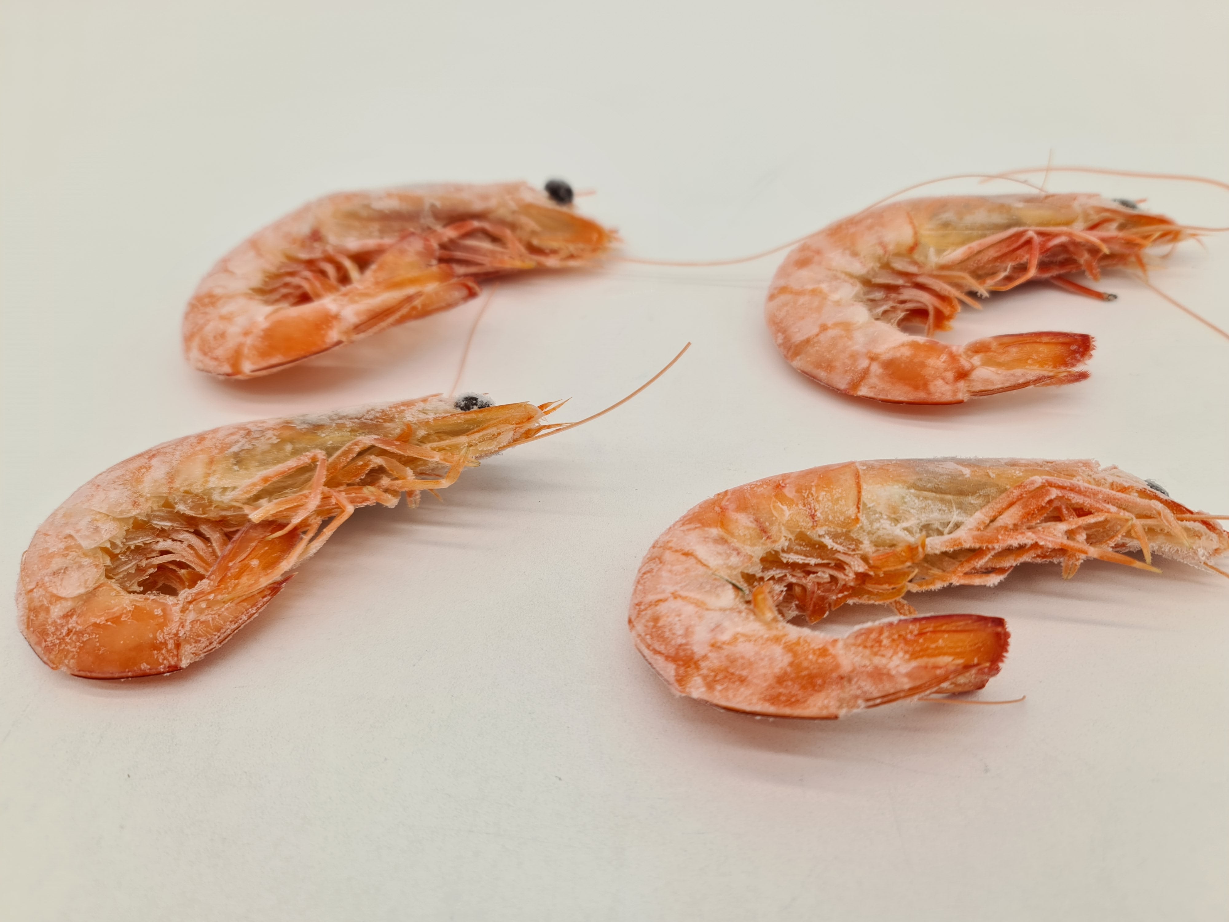 Wild Caught Spencer Gulf King Prawns (FROZEN - CAUGHT FRESH TO ORDER) $70/KG