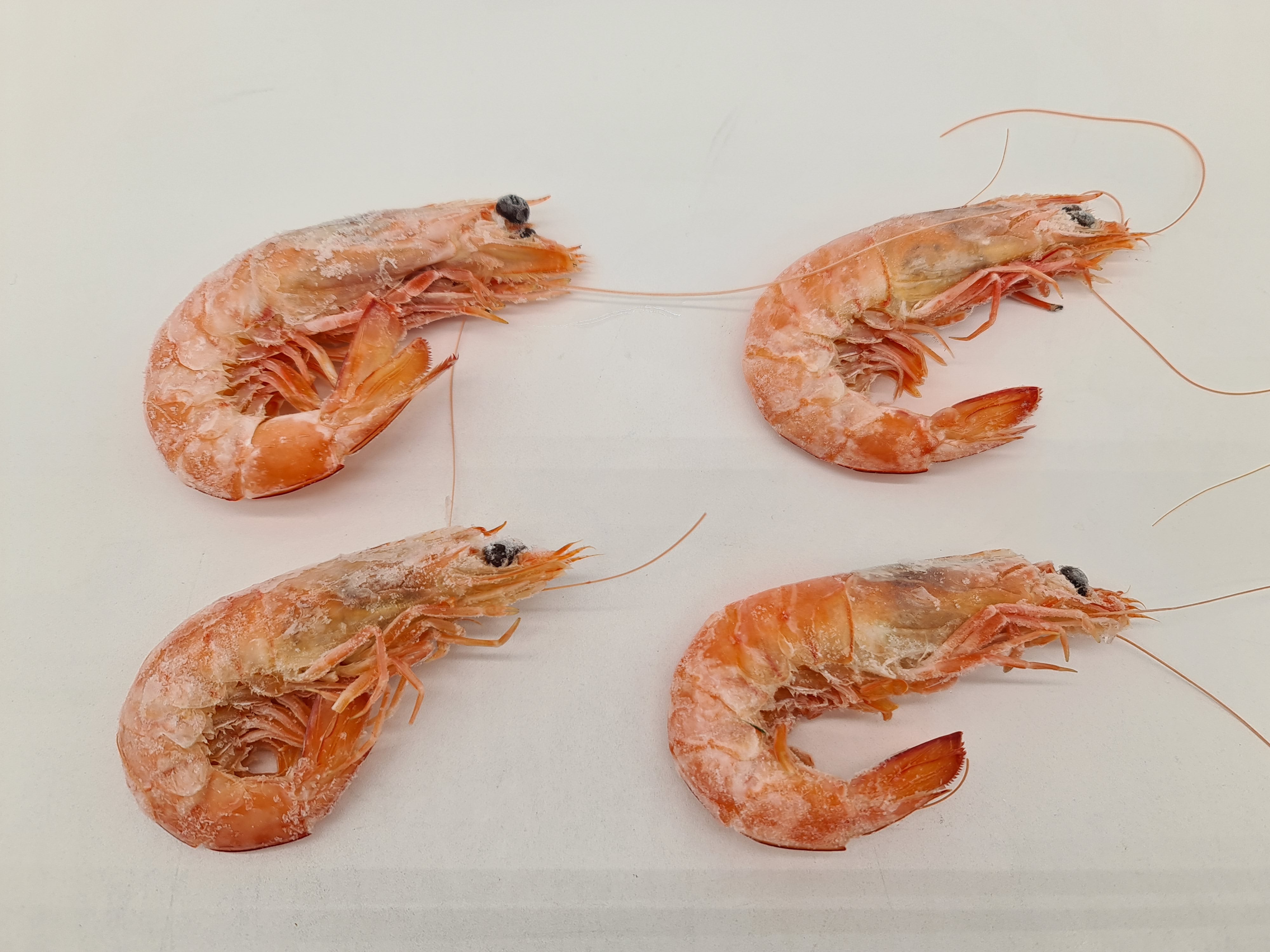 Wild Caught Spencer Gulf King Prawns (FROZEN - CAUGHT FRESH TO ORDER) $70/KG