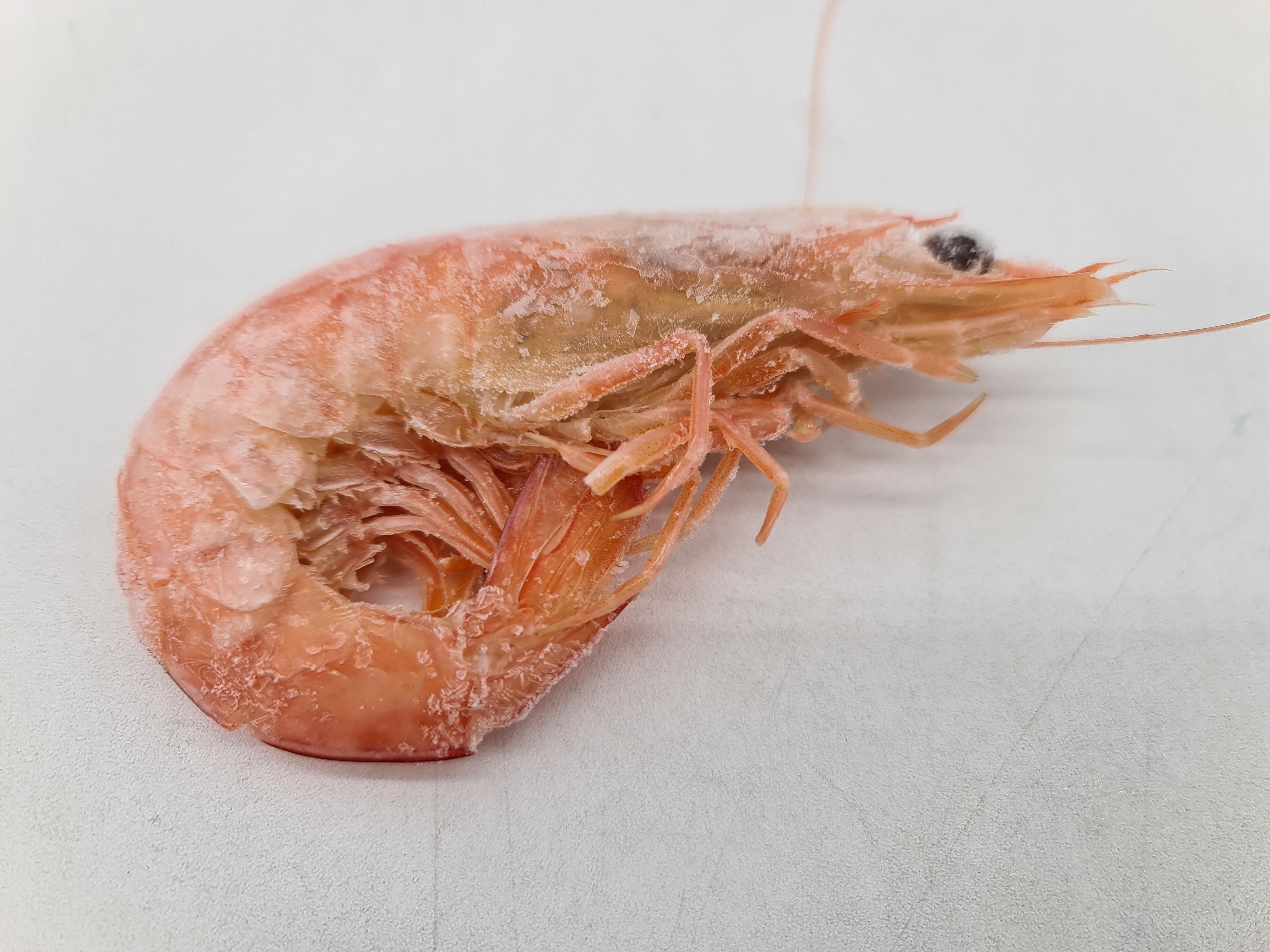 Wild Caught Spencer Gulf King Prawns (FROZEN - CAUGHT FRESH TO ORDER) $70/KG