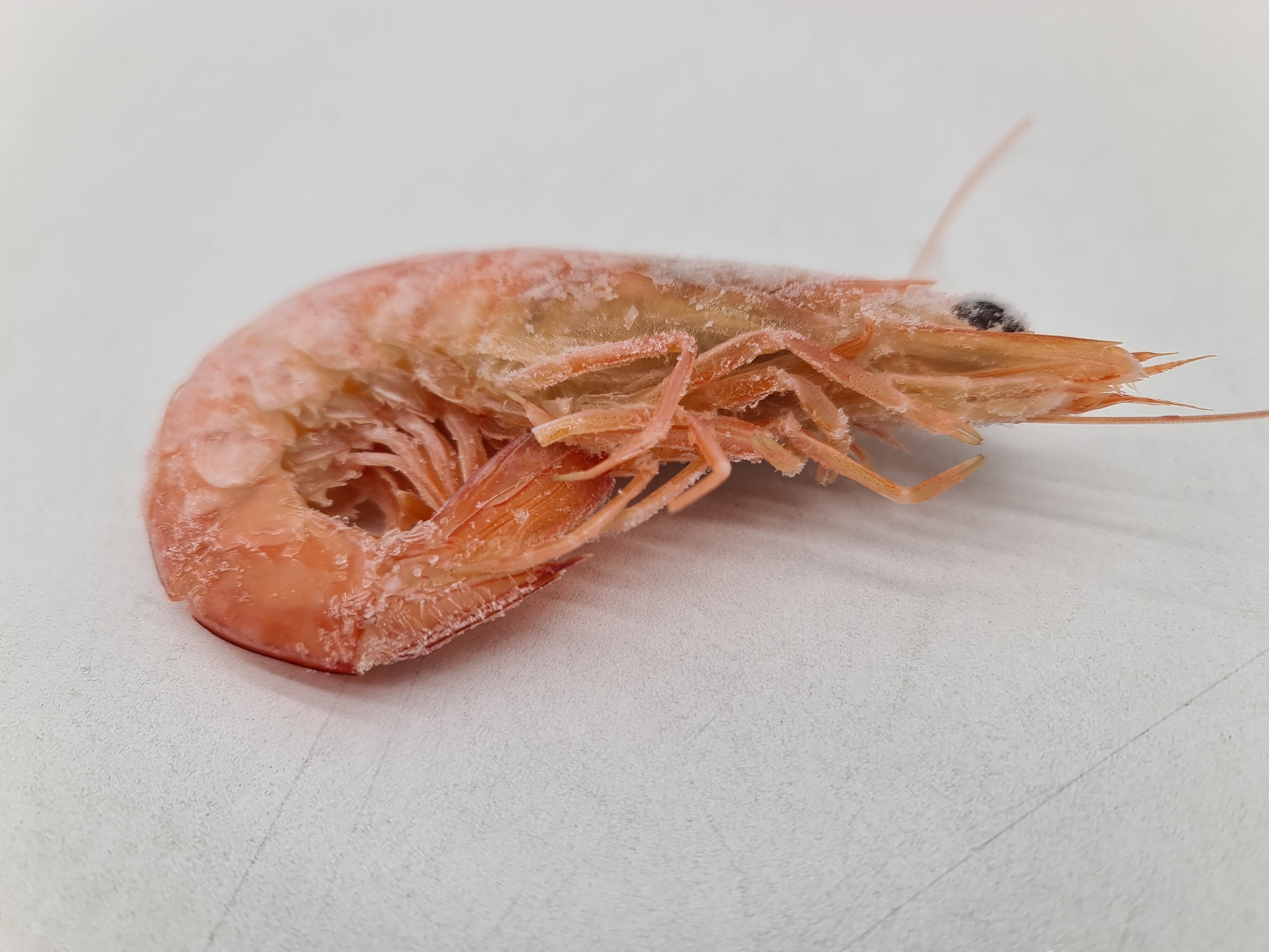Wild Caught Spencer Gulf King Prawns (FROZEN - CAUGHT FRESH TO ORDER) $70/KG