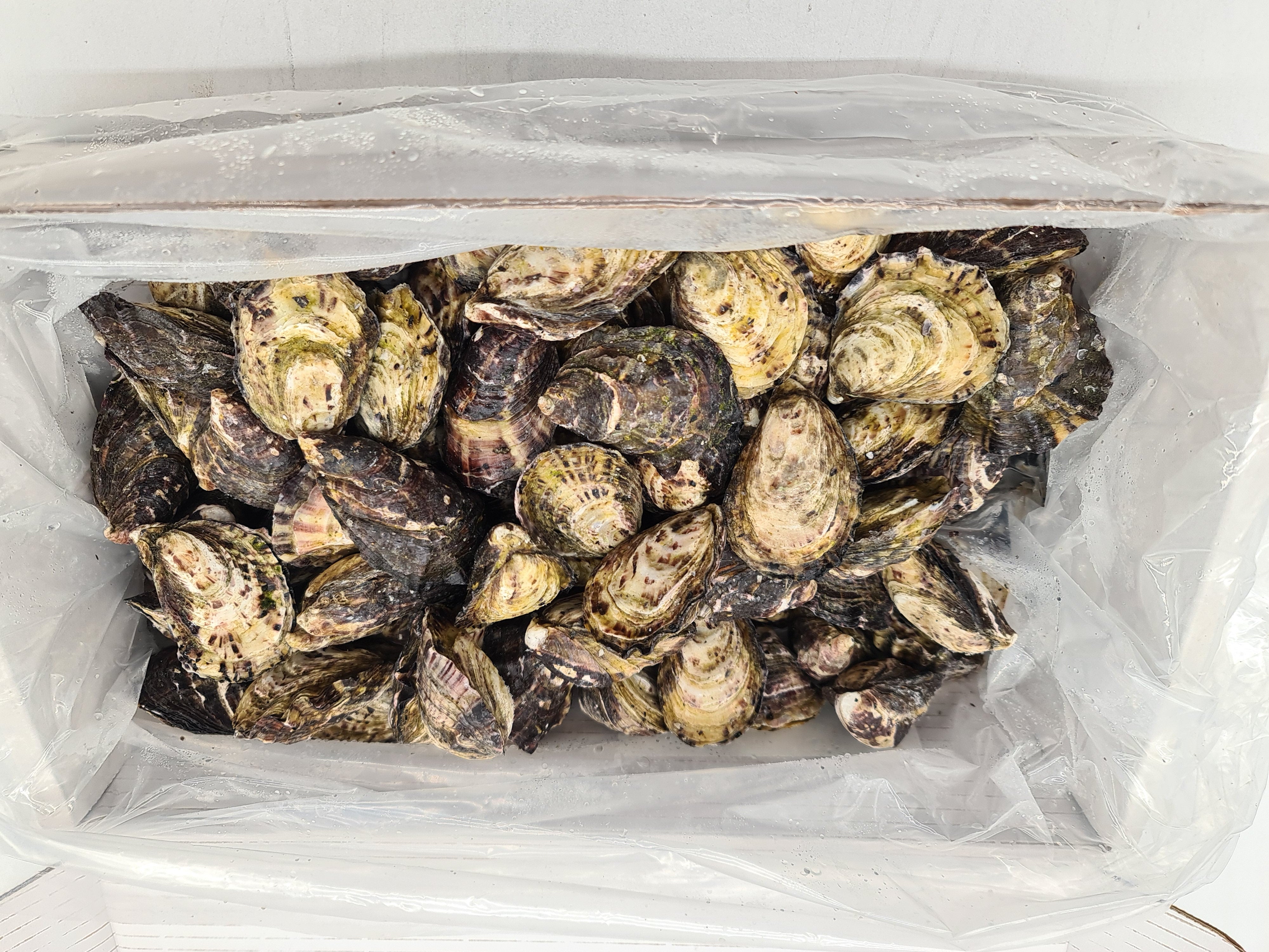 Gazander Pacific Oyster (FROZEN) $27/KG per dozen *caught fresh to order*