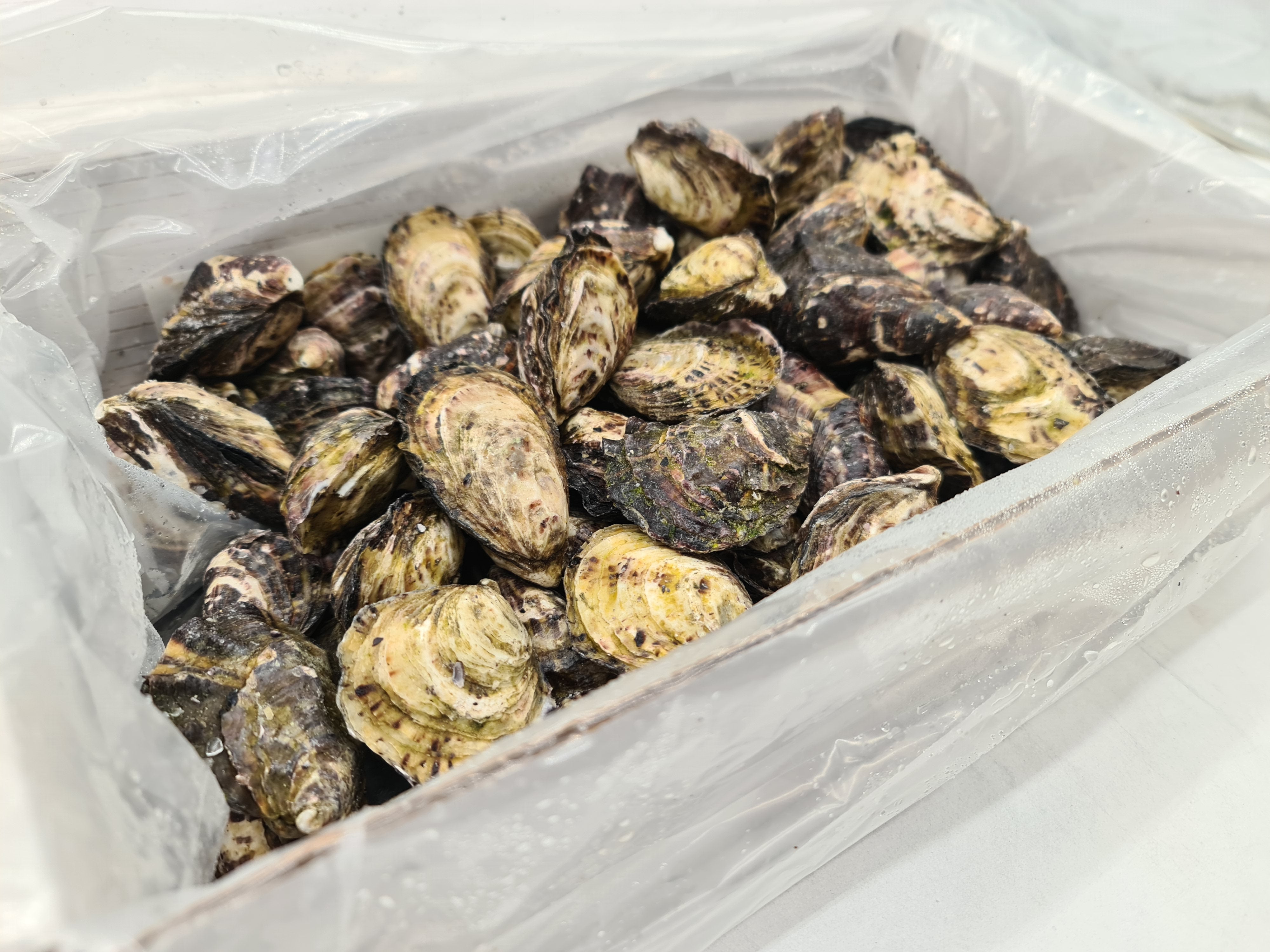 Gazander Pacific Oyster (FROZEN) $27/KG per dozen *caught fresh to order*