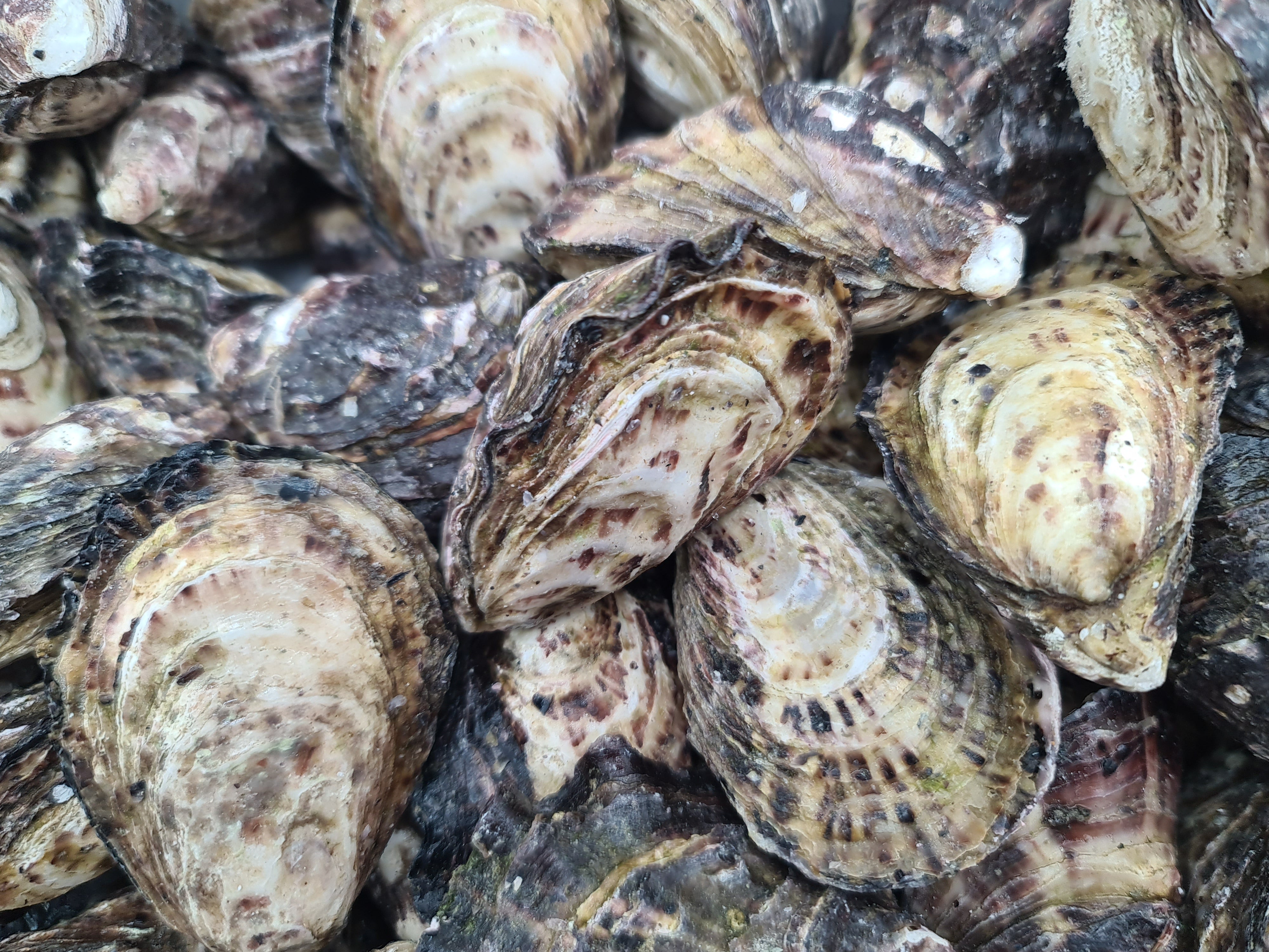 Gazander Pacific Oyster (FROZEN) $27/KG per dozen *caught fresh to order*
