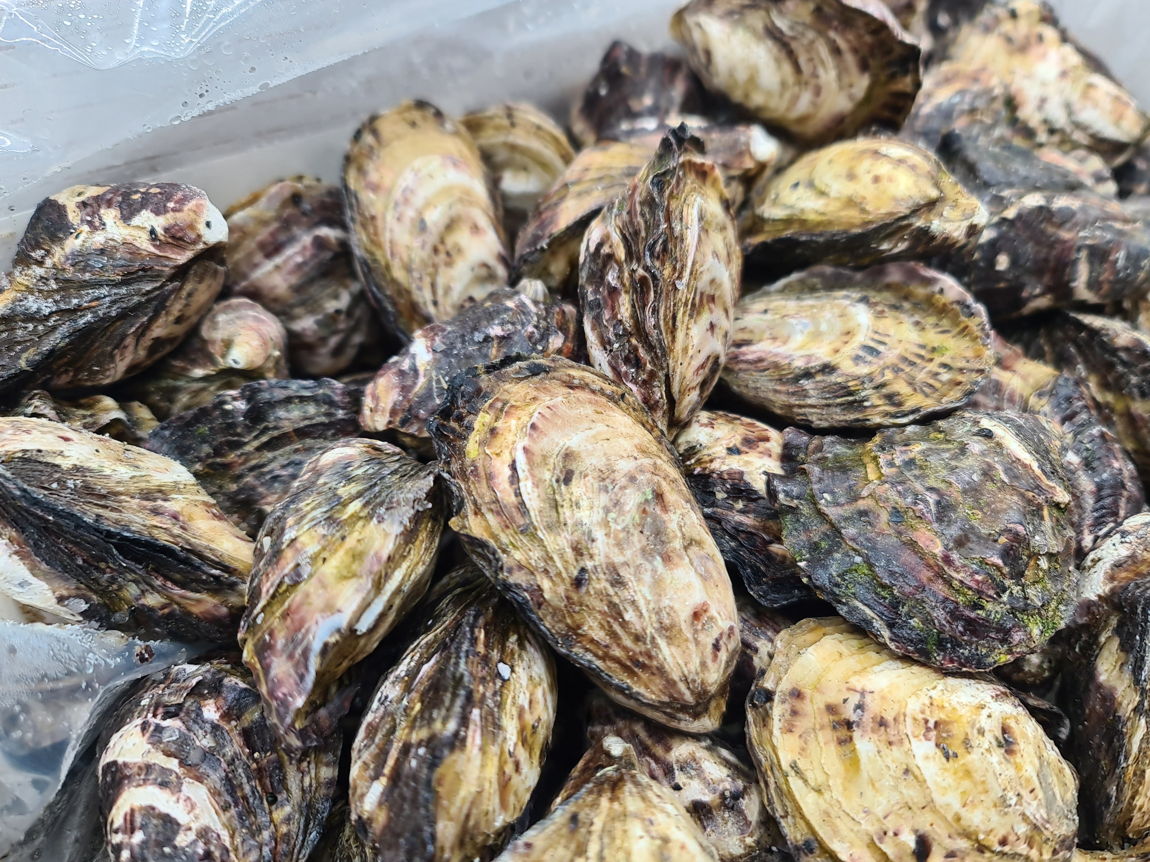 Gazander Pacific Oyster (FROZEN) $27/KG per dozen *caught fresh to order*