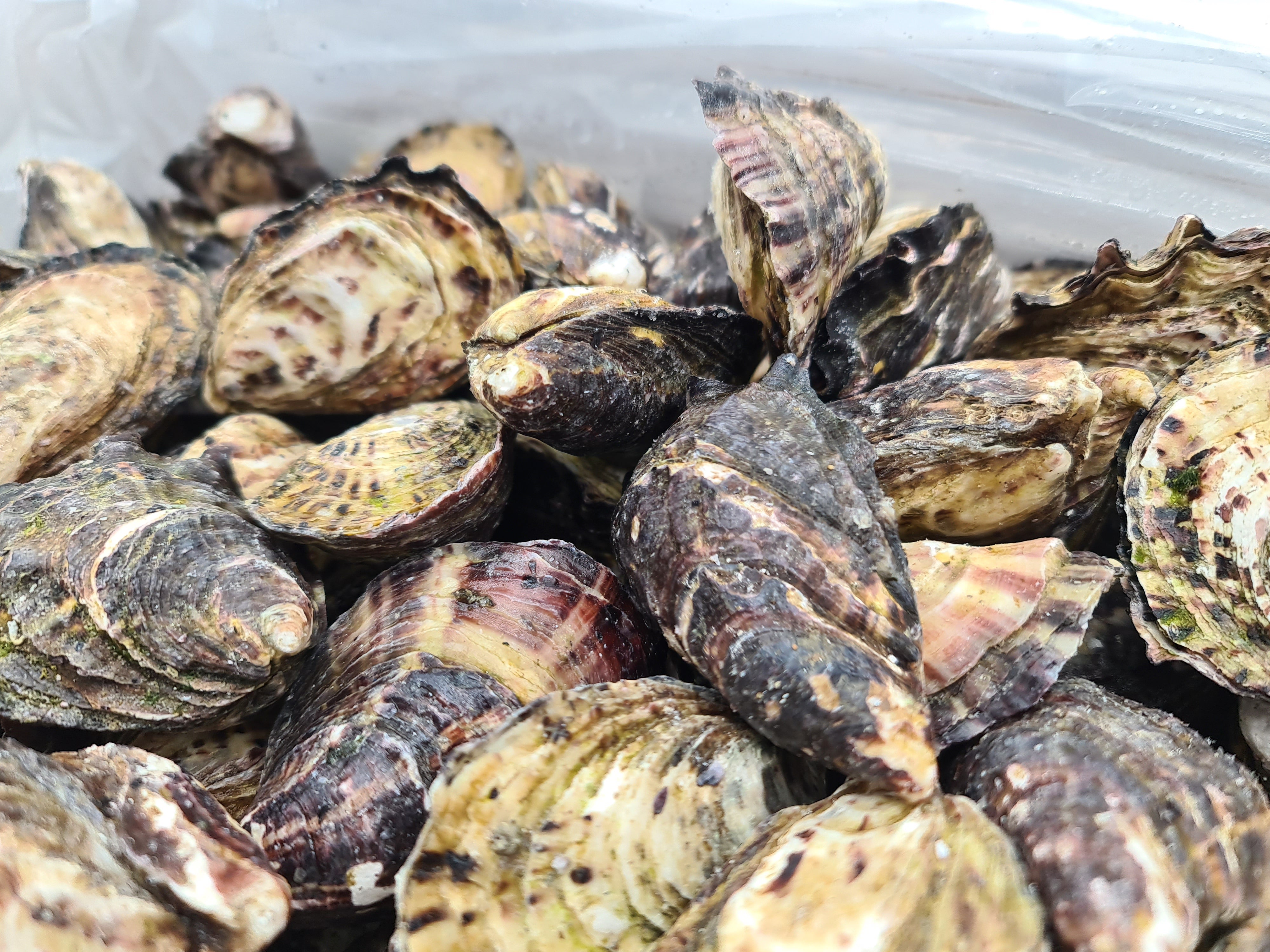 Gazander Pacific Oyster (FROZEN) $27/KG per dozen *caught fresh to order*