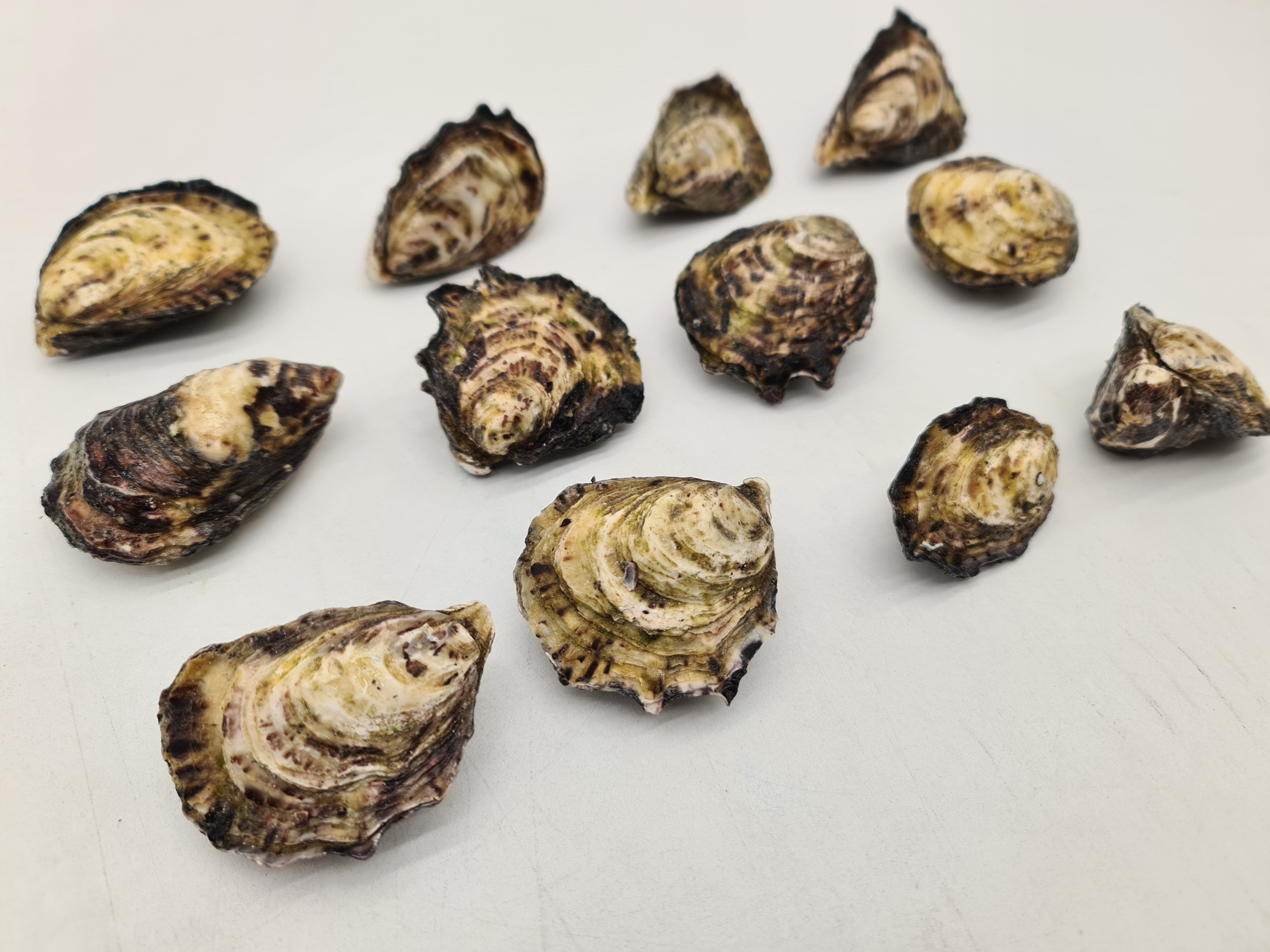 Gazander Pacific Oyster (FROZEN) $27/KG per dozen *caught fresh to order*