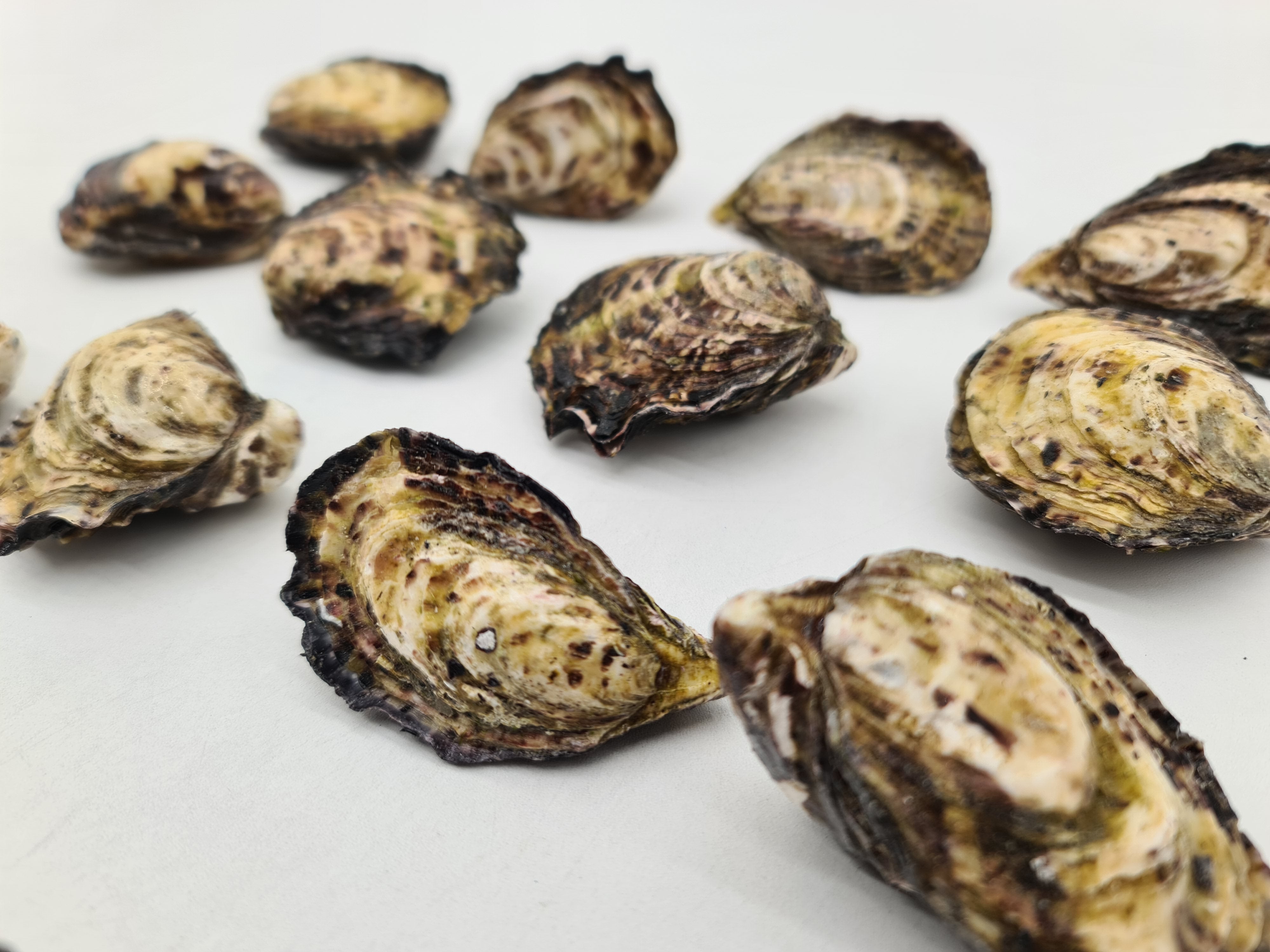 Gazander Pacific Oyster (FROZEN) $27/KG per dozen *caught fresh to order*