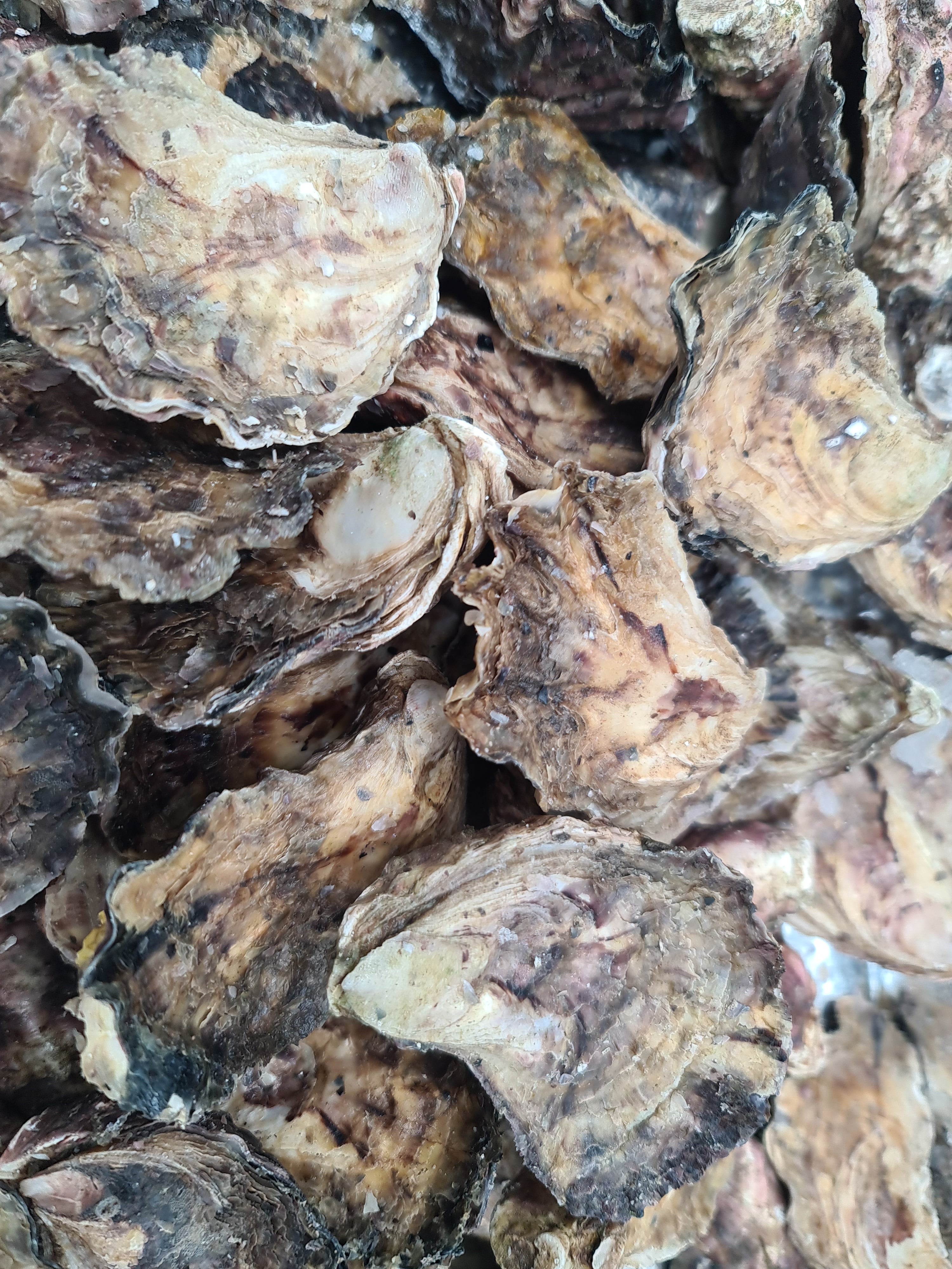 Southern Rock Oysters (12) (FROZEN) $29/kg *Caught Fresh to Order*