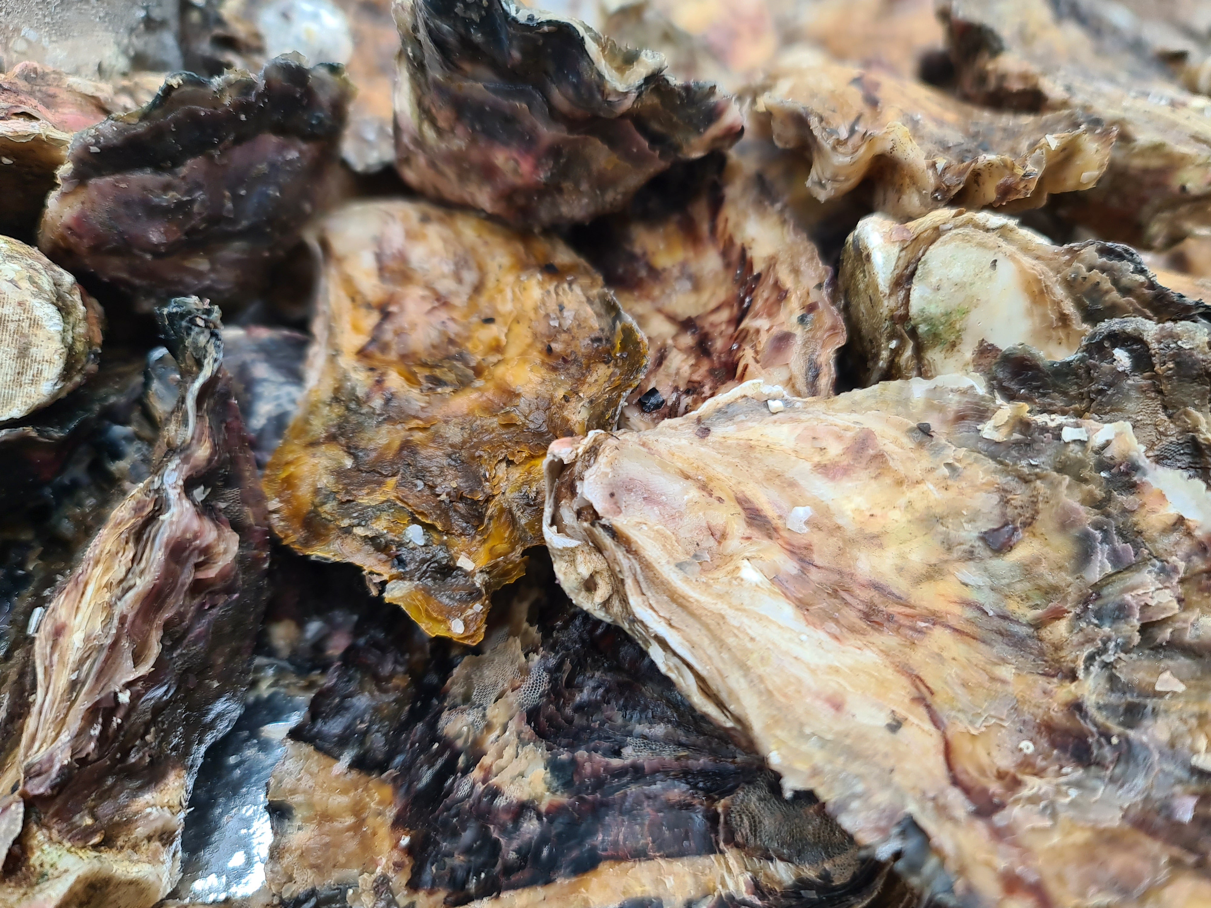 Southern Rock Oysters (12) (FROZEN) $29/kg *Caught Fresh to Order*