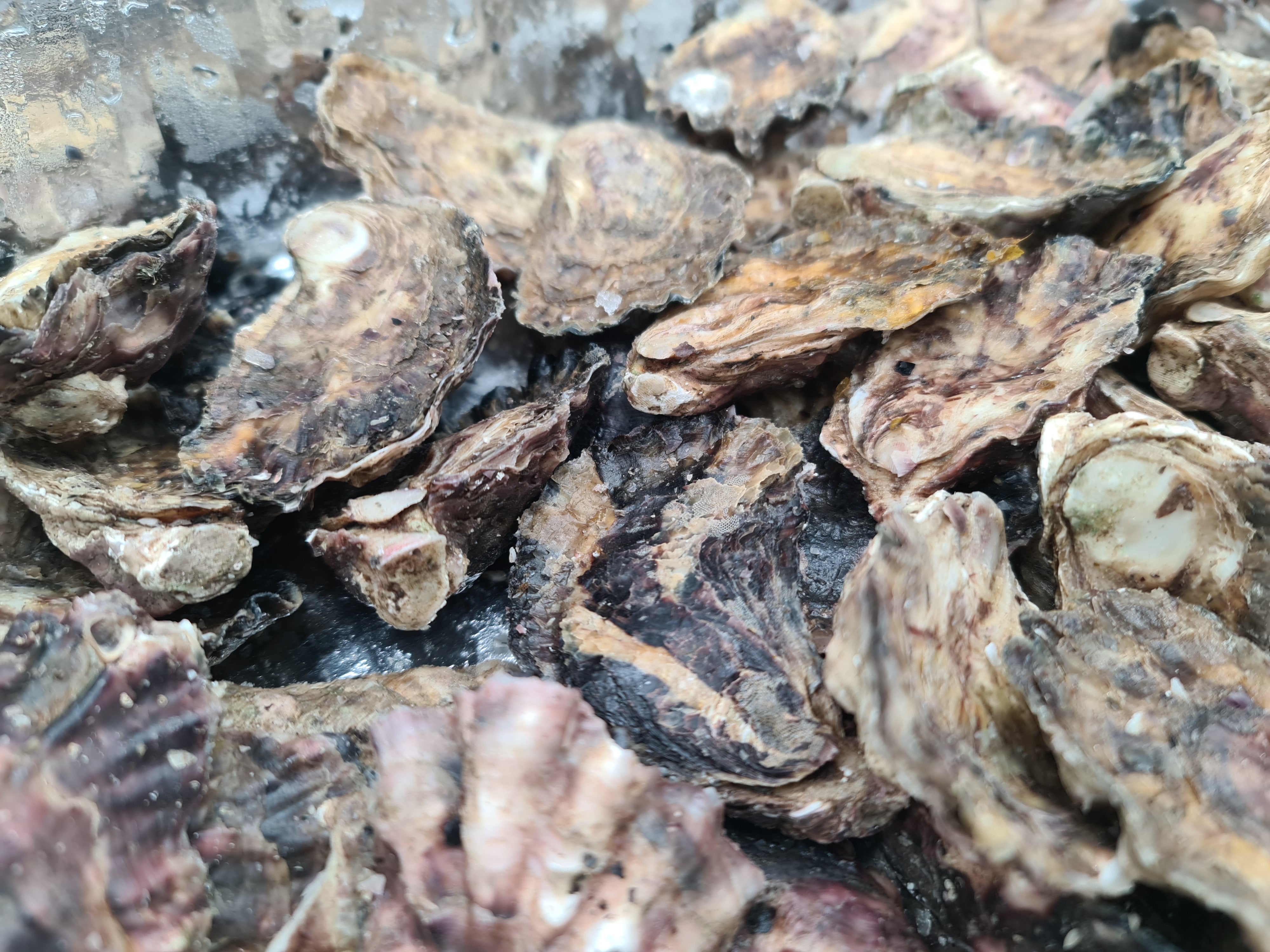 Southern Rock Oysters (12) (FROZEN) $29/kg *Caught Fresh to Order*