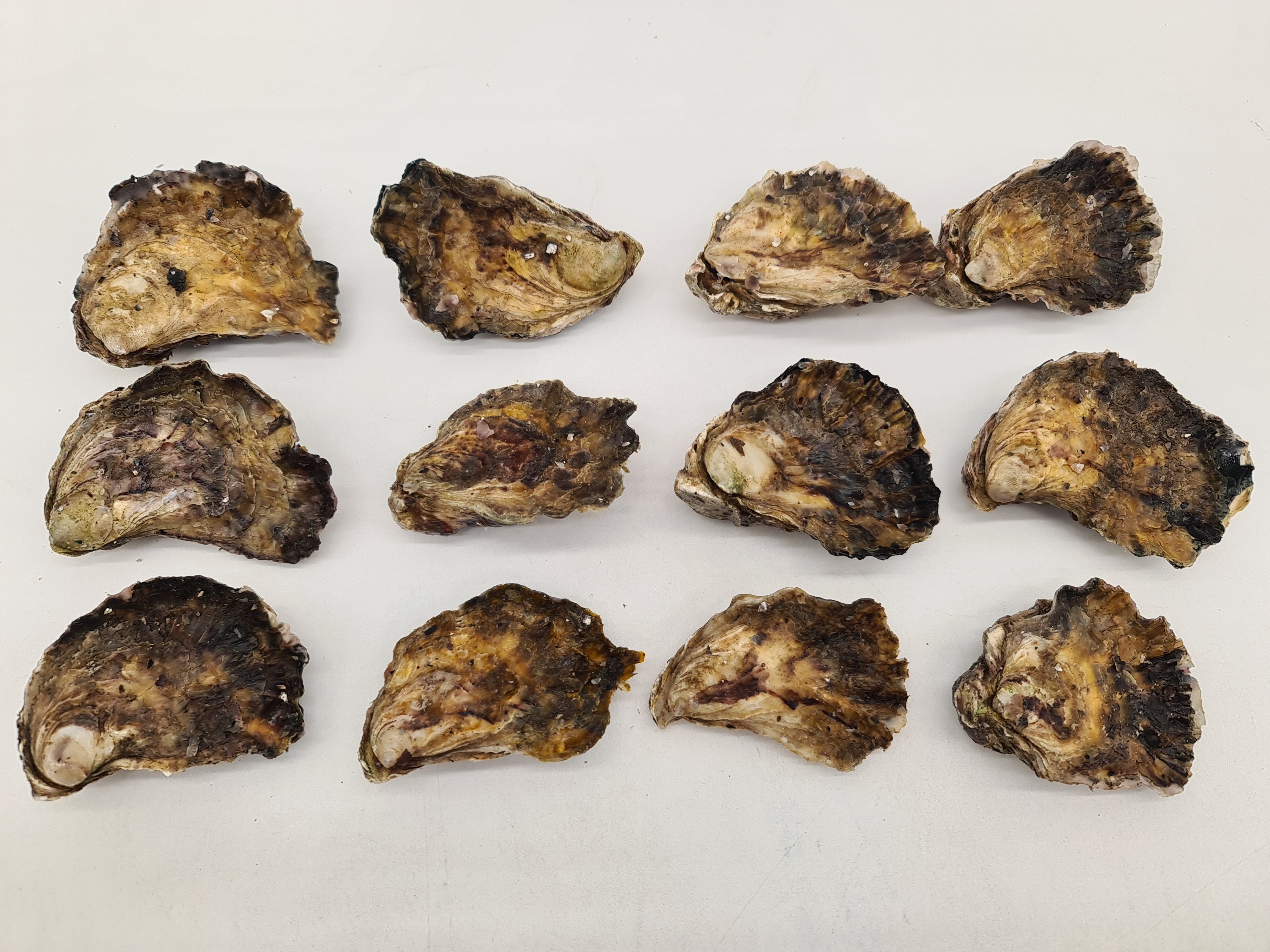 Southern Rock Oysters (12) (FROZEN) $29/kg *Caught Fresh to Order*