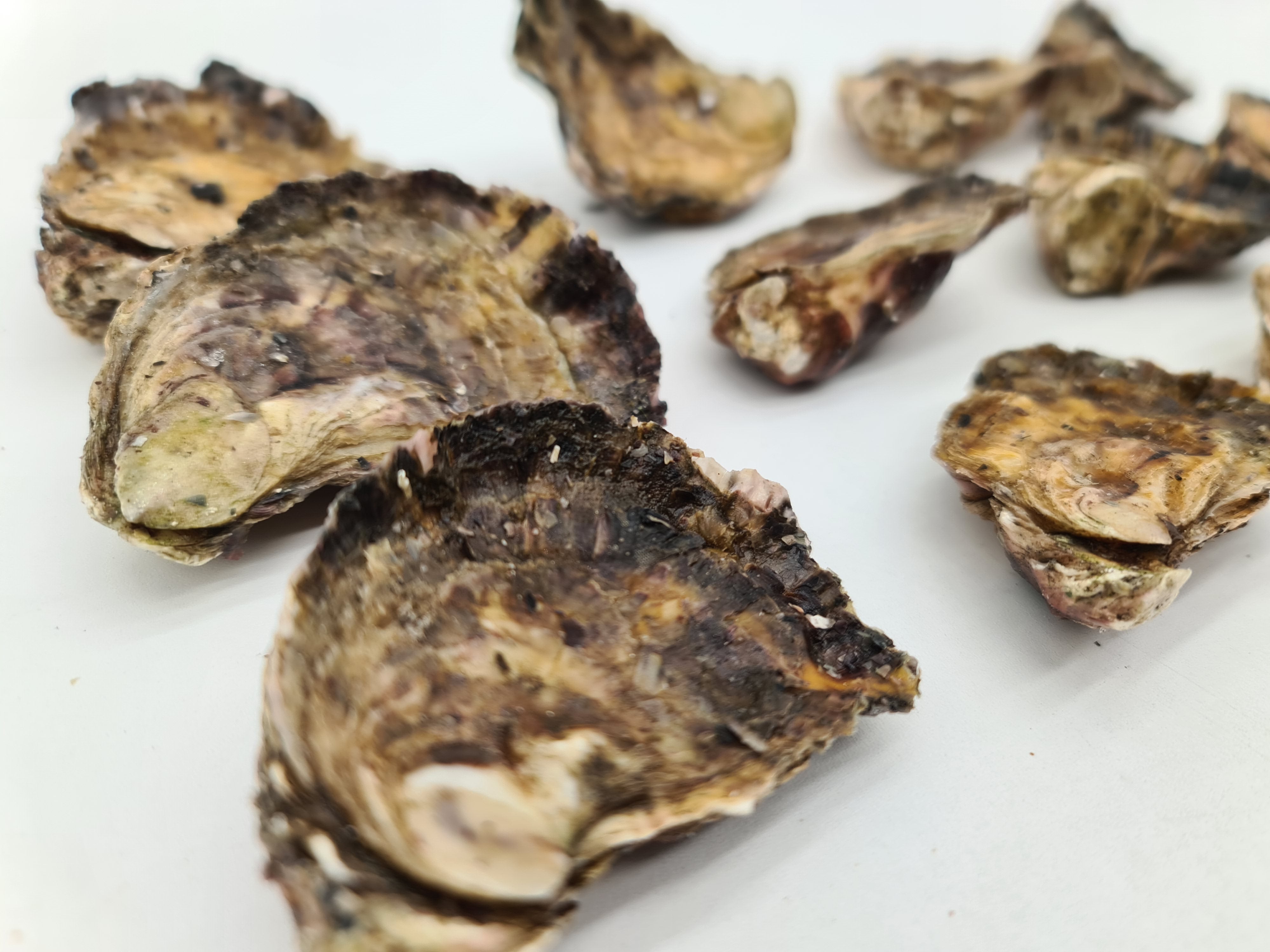 Southern Rock Oysters (12) (FROZEN) $29/kg *Caught Fresh to Order*