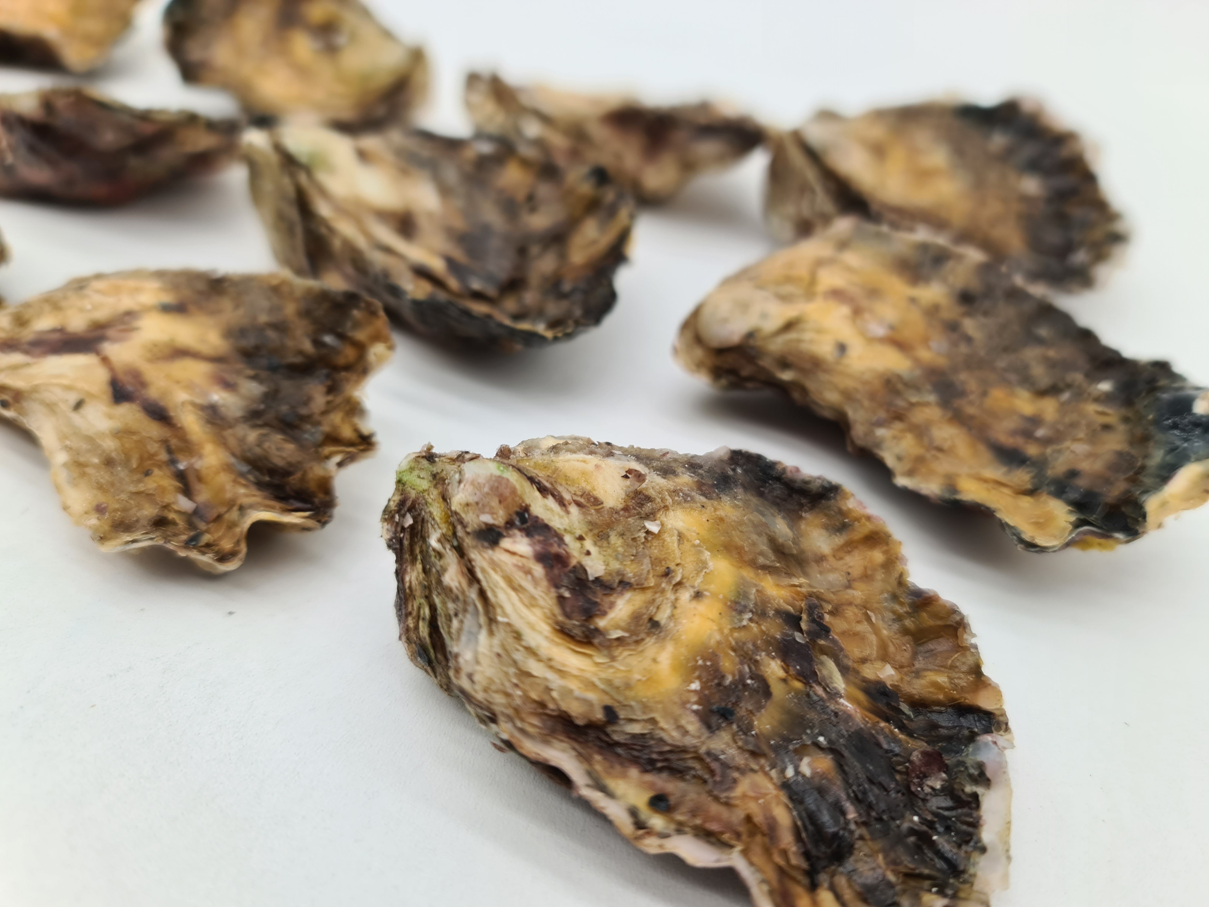 Southern Rock Oysters (12) (FROZEN) $29/kg *Caught Fresh to Order*