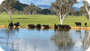 Sustainable & Ethical Meat Production