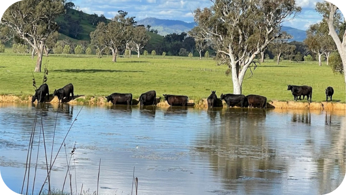 Sustainable & Ethical Meat Production
