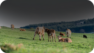 Beef Sourcing & Regional Provenance