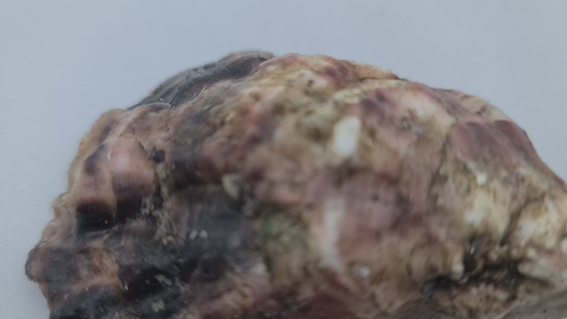 Southern Rock Oysters (12) (FROZEN) $29/kg *Caught Fresh to Order*