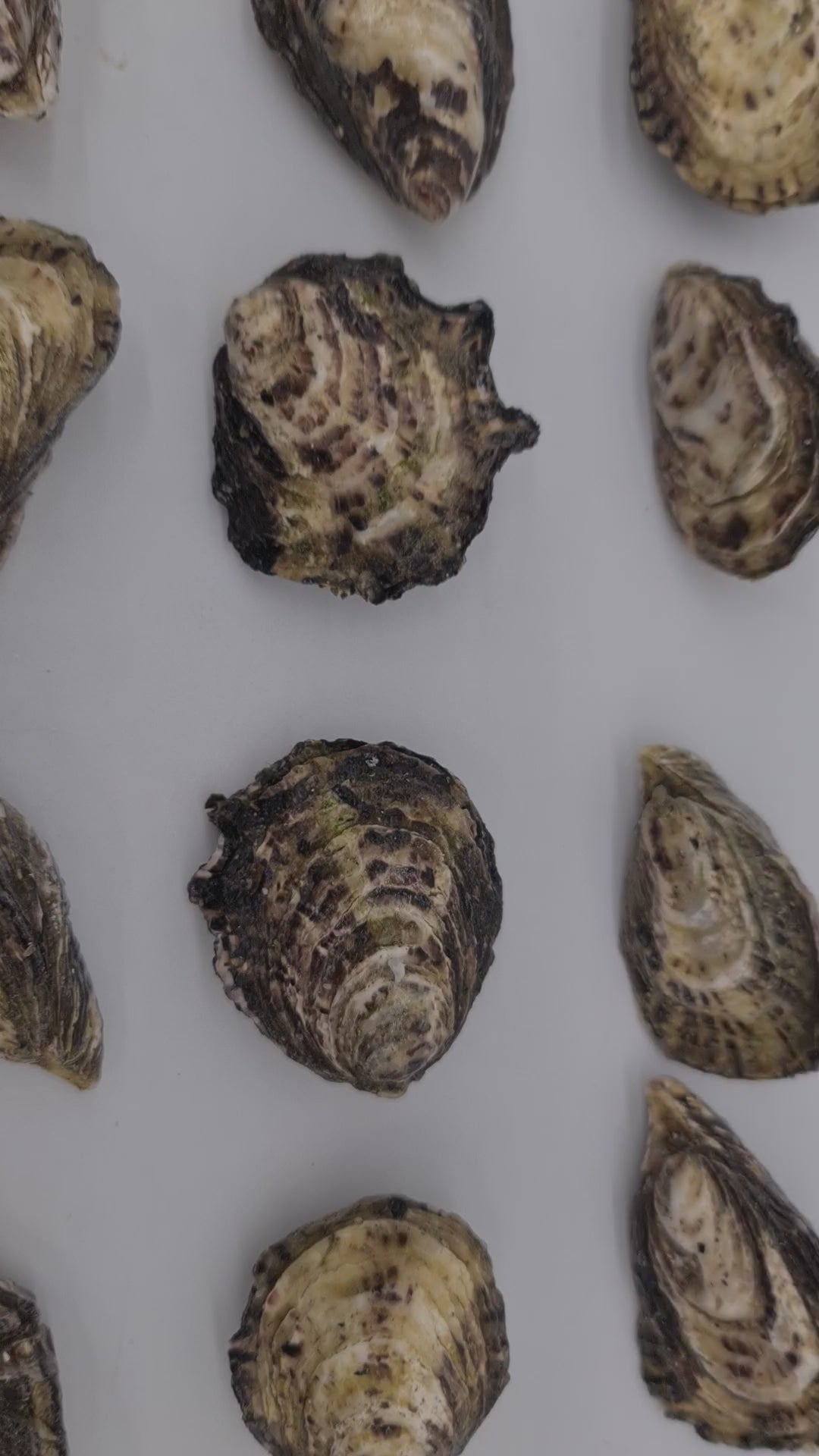 Gazander Pacific Oyster (FROZEN) $27/KG per dozen *caught fresh to order*