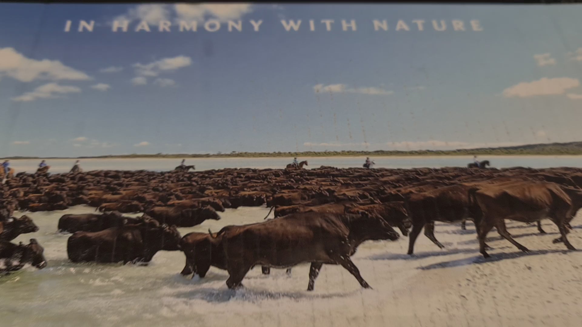 Porterhouse From  $130/kg – Grain-Fed Wagyu MB4–6 – Robbins Island Wagyu