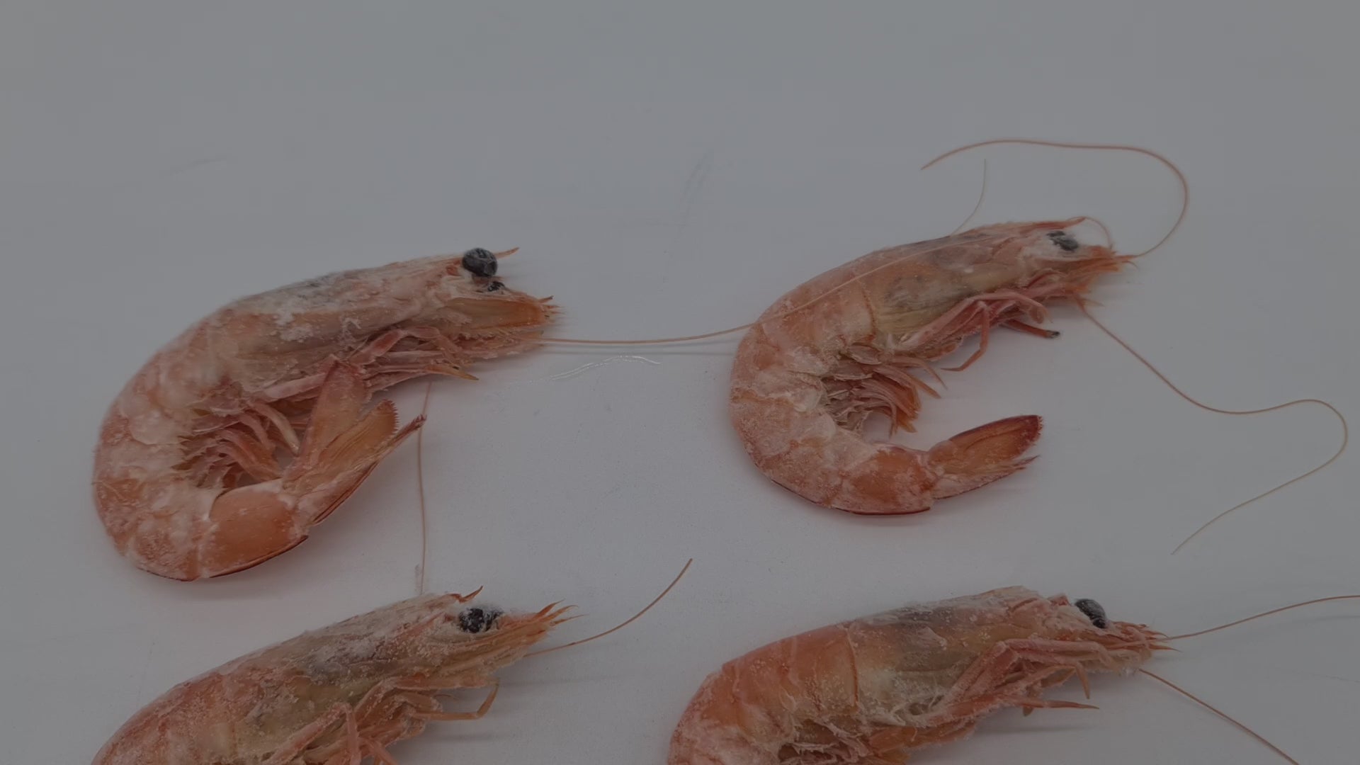 Wild Caught Spencer Gulf King Prawns (FROZEN - CAUGHT FRESH TO ORDER) $70/KG