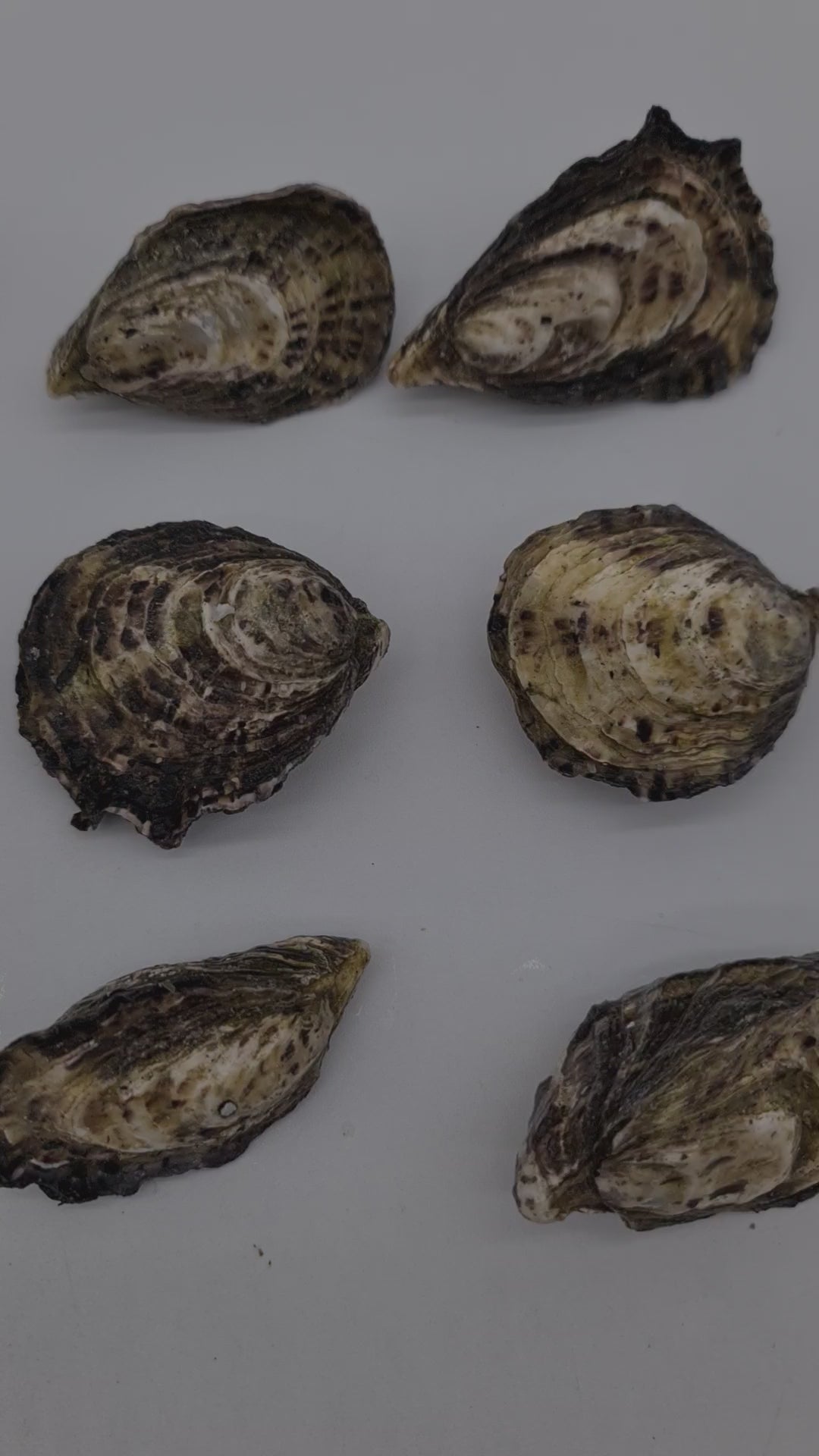 Gazander Pacific Oyster (FROZEN) $27/KG per dozen *caught fresh to order*