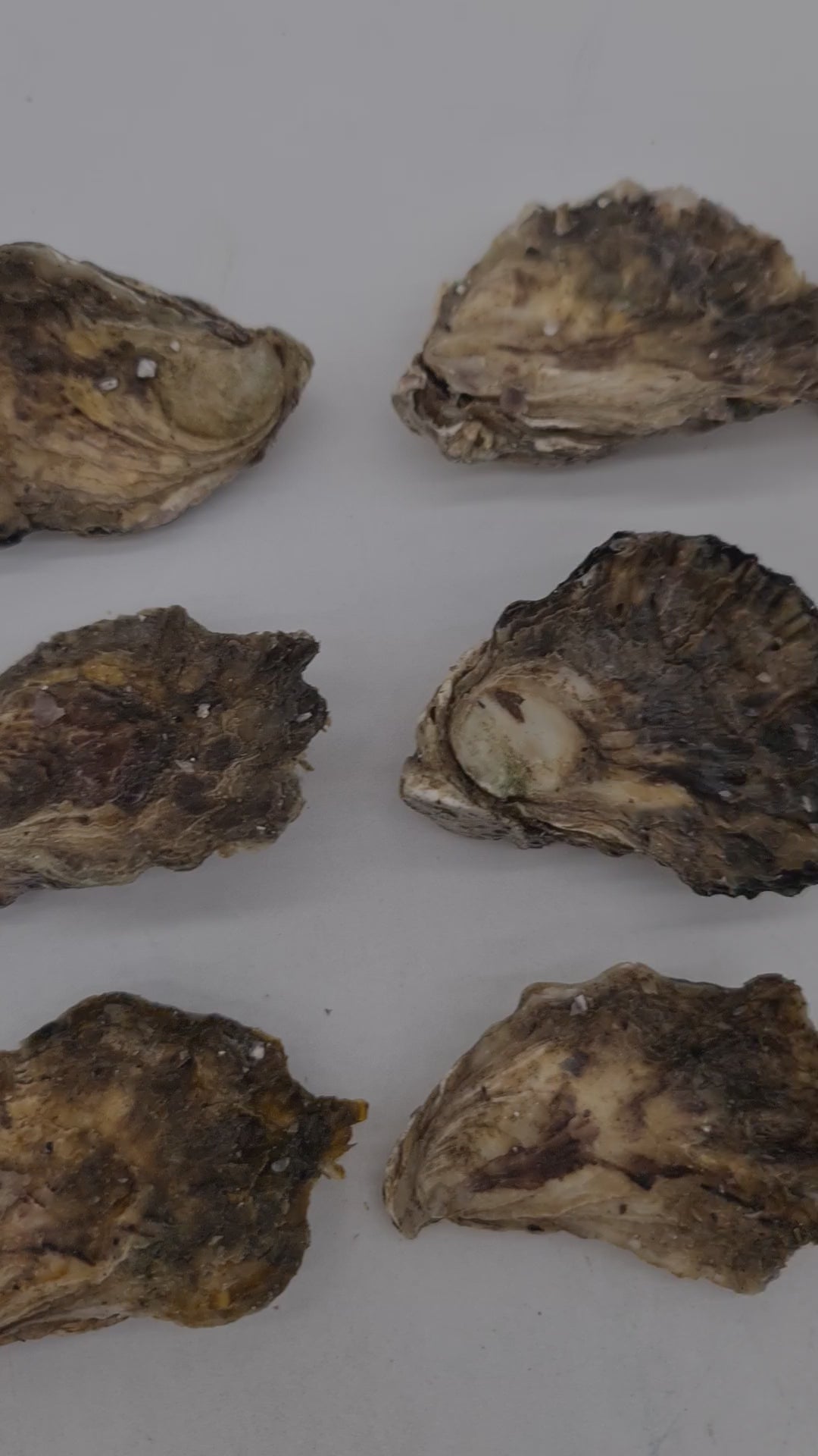 Southern Rock Oysters (12) (FROZEN) $29/kg *Caught Fresh to Order*