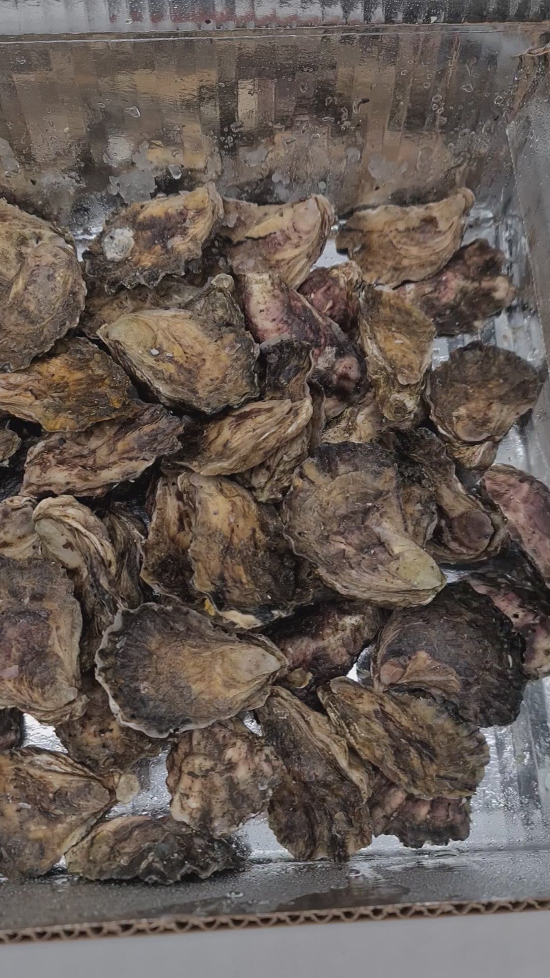 Southern Rock Oysters (12) (FROZEN) $29/kg *Caught Fresh to Order*