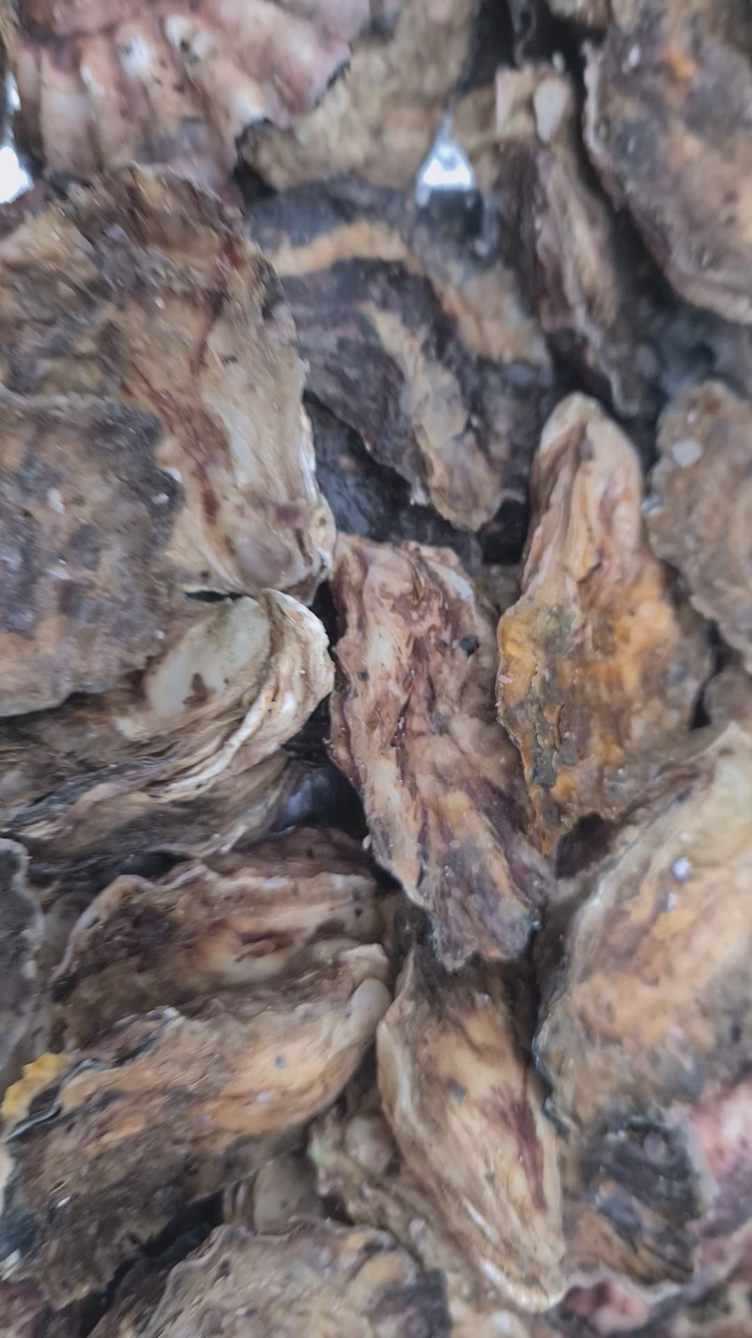 Southern Rock Oysters (12) (FROZEN) $29/kg *Caught Fresh to Order*