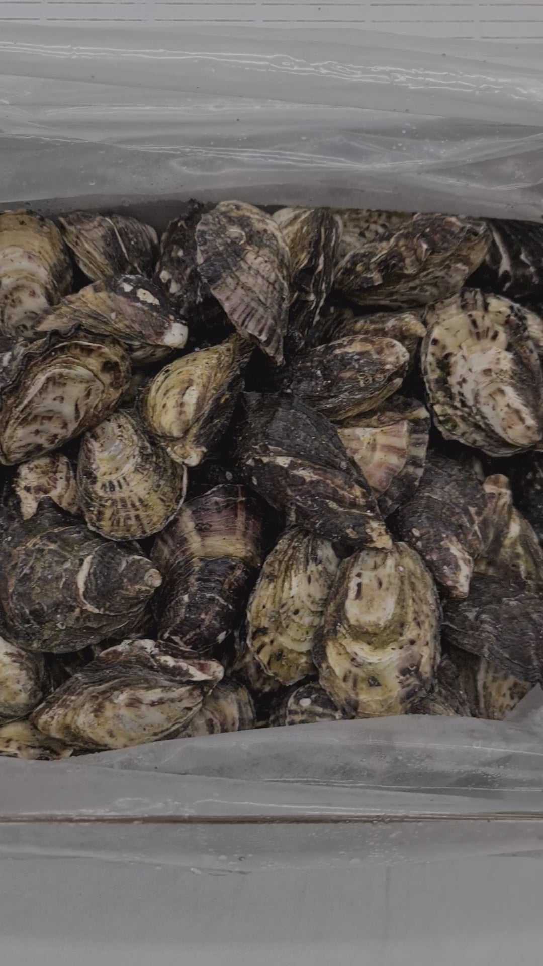 Gazander Pacific Oyster (FROZEN) $27/KG per dozen *caught fresh to order*