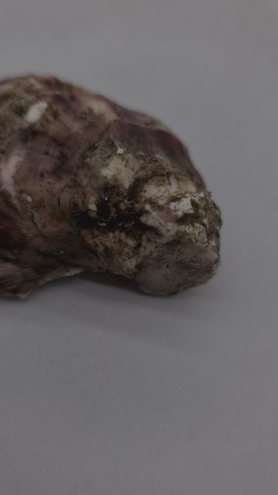 Southern Rock Oysters (12) (FROZEN) $29/kg *Caught Fresh to Order*