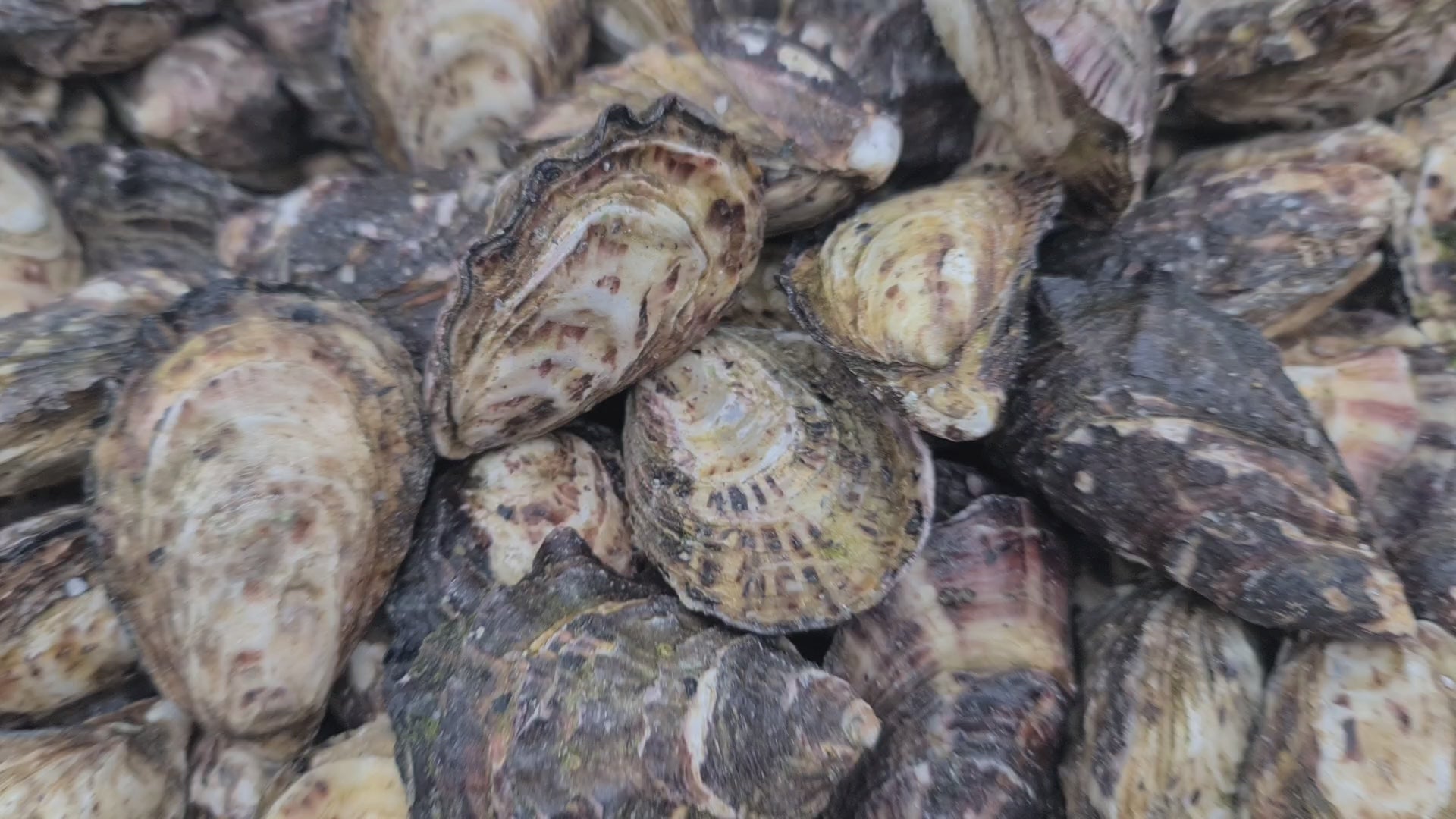 Gazander Pacific Oyster (FROZEN) $27/KG per dozen *caught fresh to order*