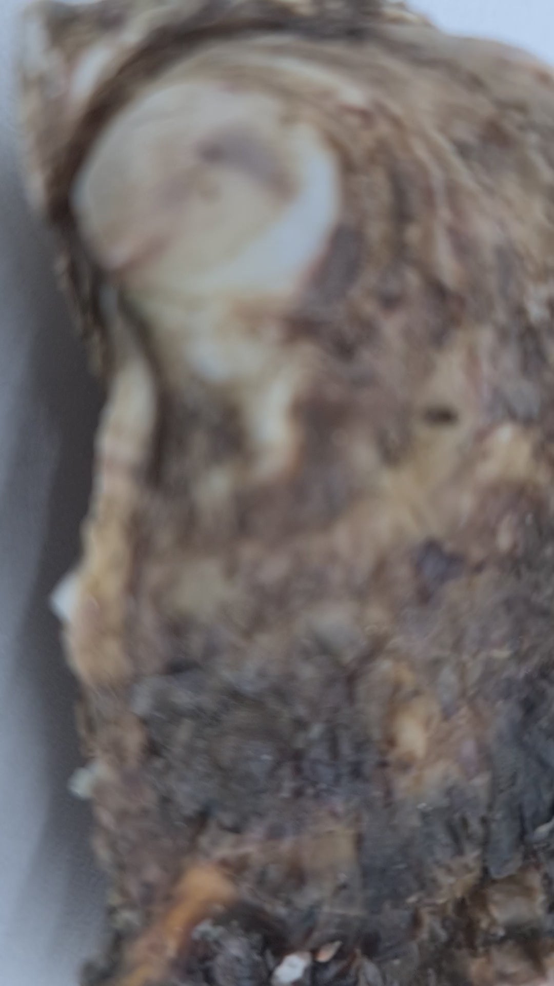 Southern Rock Oysters (12) (FROZEN) $29/kg *Caught Fresh to Order*