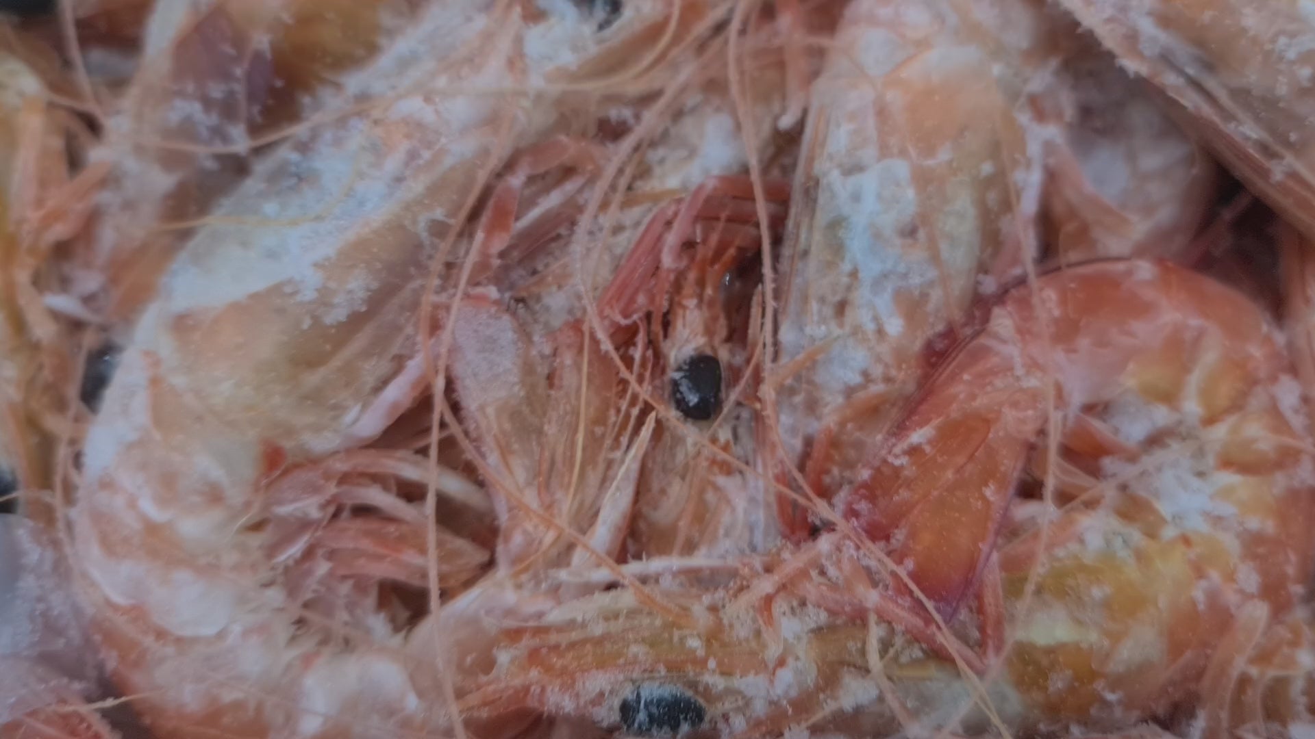 Wild Caught Spencer Gulf King Prawns (FROZEN - CAUGHT FRESH TO ORDER) $70/KG