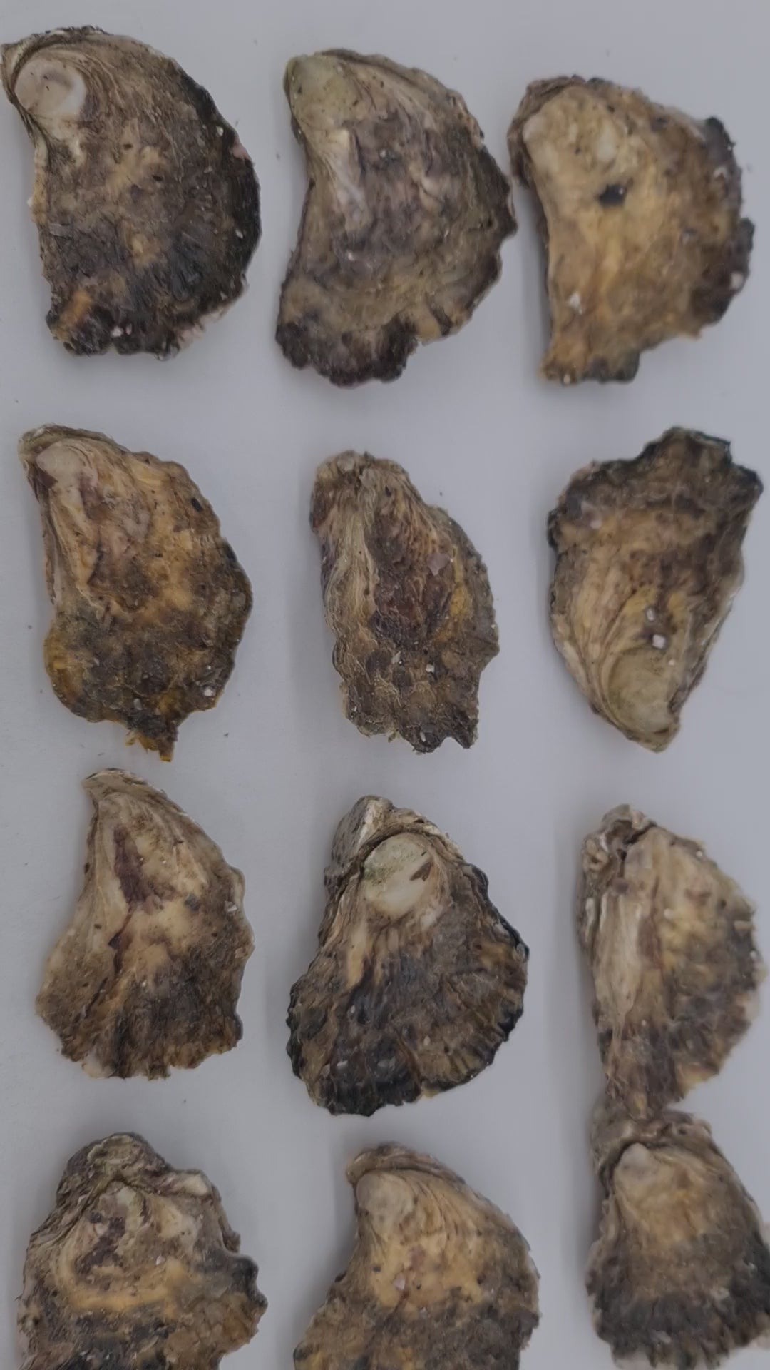 Southern Rock Oysters (12) (FROZEN) $29/kg *Caught Fresh to Order*