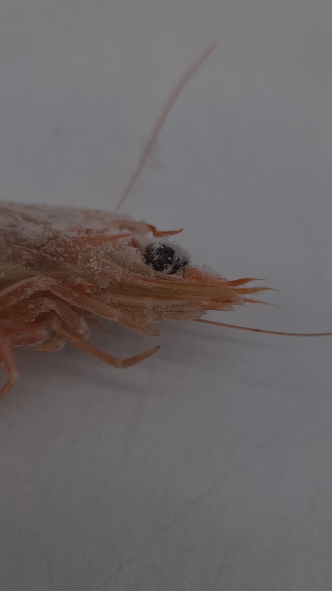 Wild Caught Spencer Gulf King Prawns (FROZEN - CAUGHT FRESH TO ORDER) $70/KG