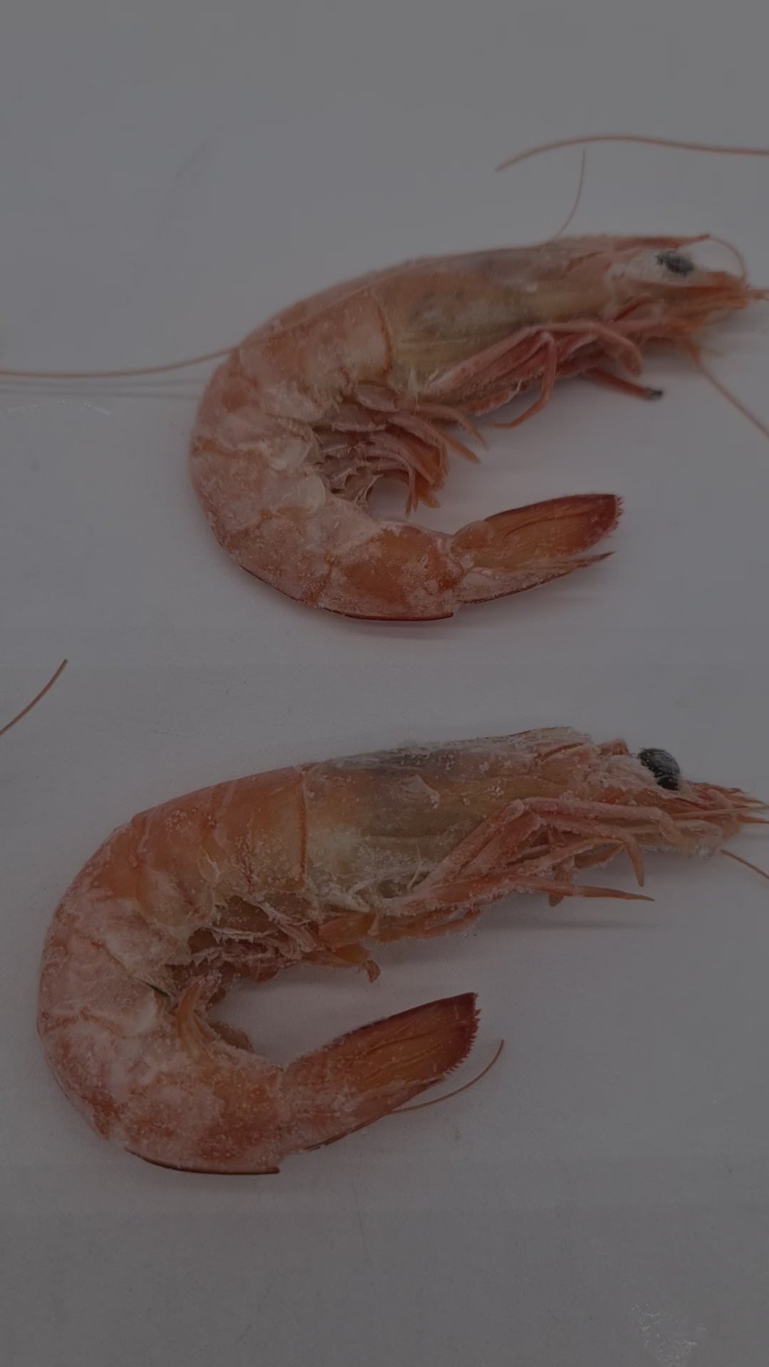 Wild Caught Spencer Gulf King Prawns (FROZEN - CAUGHT FRESH TO ORDER) $70/KG